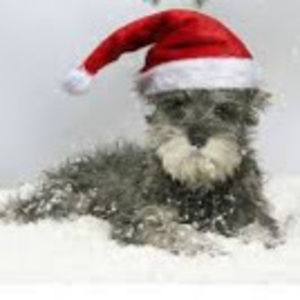 Meet your Posher, Lucy